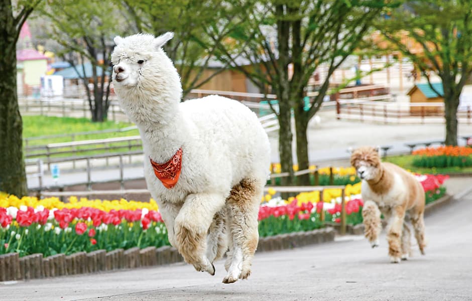 牧場でかわいい動物たちとふれあい！おいしいランチやアイスクリームも